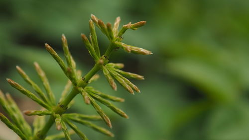 Close-up of flower buds