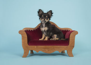 Dog sitting on chair against blue background