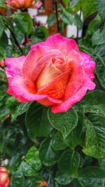 Close-up of pink rose blooming in garden