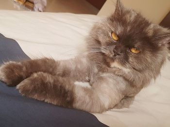 Close-up of cat relaxing on bed at home