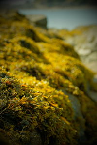 Close-up of yellow flower