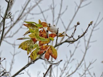 Low angle view of snow on plant during winter