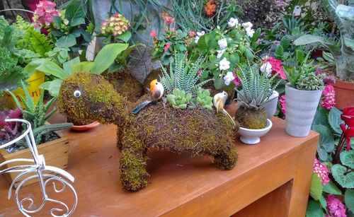 High angle view of potted plants