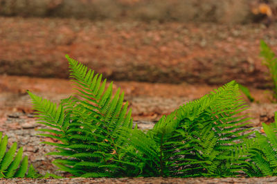 High angle view of fern on field