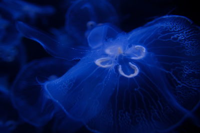 Close-up of jellyfish underwater