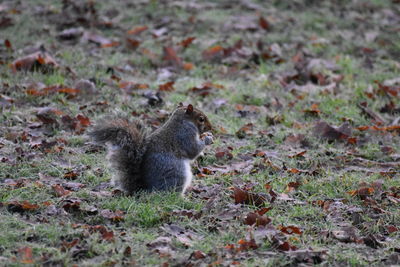 Squirrel sitting on field