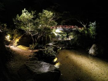 Trees by river in forest at night