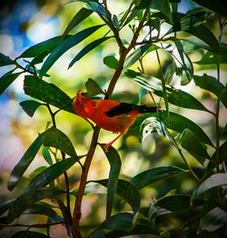 Close-up of bird perching on tree