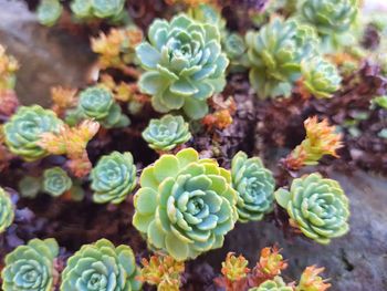 High angle view of cactus plants