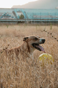 High angle view of dog on field