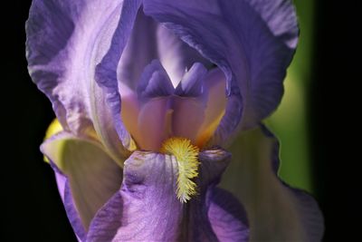 Close-up of purple flower blooming outdoors