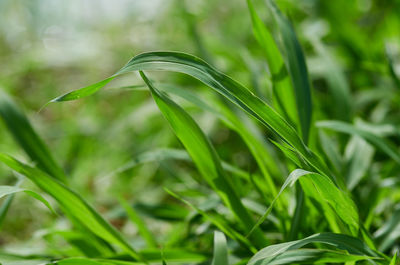Close-up of fresh green plant on field