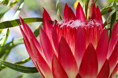 Common sugarbush protea flower close-up protea repens