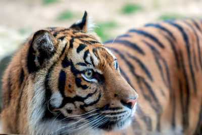 Close-up of tiger