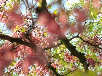Close-up of fresh pink flower tree in autumn
