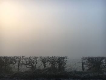 Trees against sky