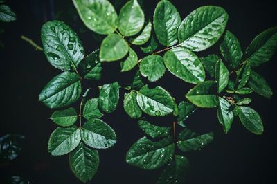 High angle view of raindrops on leaves