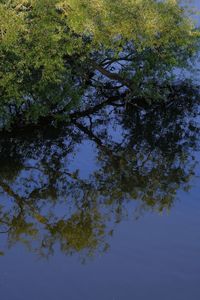 High angle view of tree by lake against sky