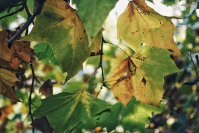 Close-up of autumnal leaves on tree