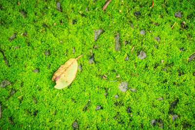 High angle view of leaves on field