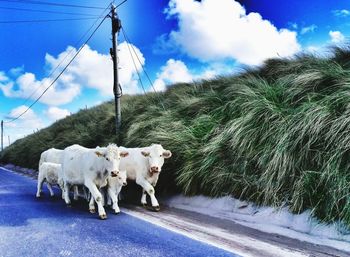 View of cow on road