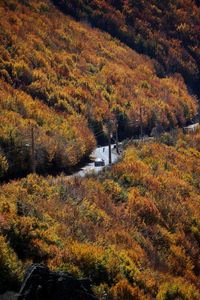 High angle view of trees in forest during autumn