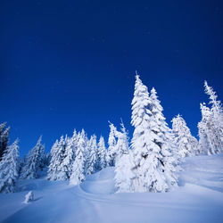 Snow covered trees against blue sky