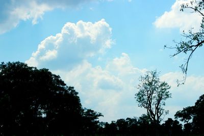 Low angle view of silhouette trees against sky