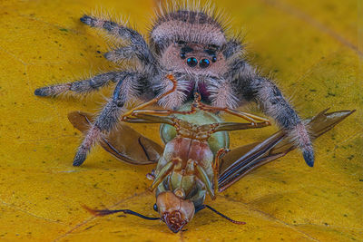 Close-up of spider