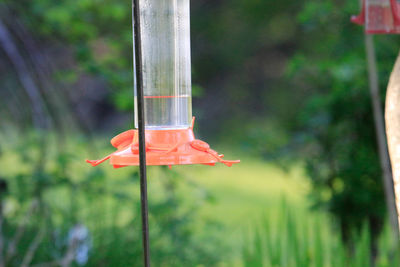 Close-up of red leaf hanging on plant