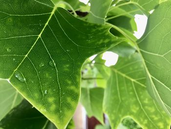 Close-up of water drops on plant