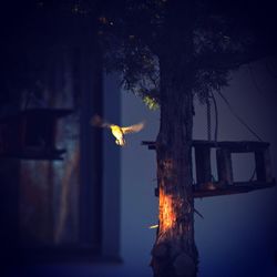 Tree by building against sky at night