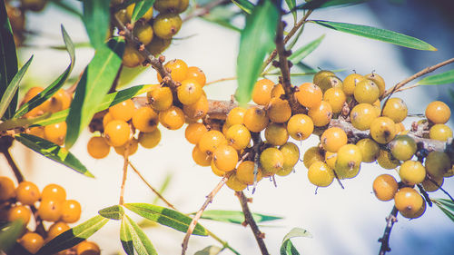 Low angle view of fruits on tree