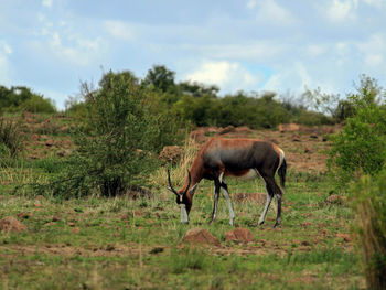 The blesbok or blesbuck, damaliscus pygargus phillipsi, is an antelope endemic to south africa