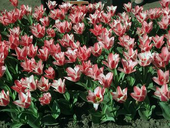 Close-up of flowers