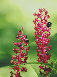 Close-up of red flowering plant