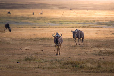 Wildebeest in the grassland of the ngorongoro crater . safari concept. tanzania. africa