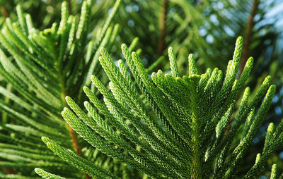 Close-up of pine tree