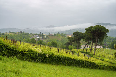 Scenic view of agricultural field against sky