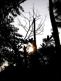 Low angle view of sunlight streaming through silhouette tree