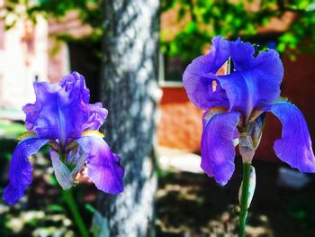 Close-up of purple flowering plant
