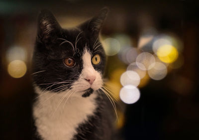 Close-up portrait of a cat