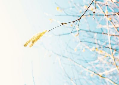 Close-up of frozen plant against sky