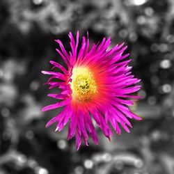 Close-up of pink flower