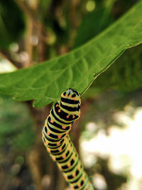 Close-up of insect on leaf