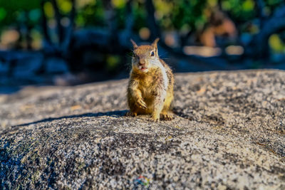 Close-up of squirrel on rock