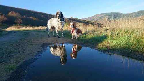 Two dogs mirrowed in a puddle