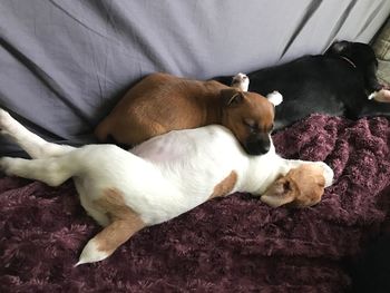 High angle view of dog sleeping on bed at home