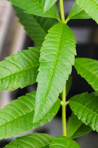 Close-up of green leaves