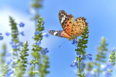 Close-up of butterfly pollinating on flower